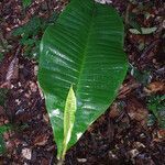 Guatteria guianensis leaf picture by Lisa Moreno (cc-by-sa)