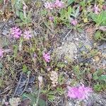 Silene colorata habit picture by yisus (cc-by-sa)