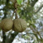 Croton megalocarpus fruit picture by Maarten Vanhove (cc-by-sa)