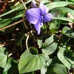 Viola riviniana leaf picture by Rico García Antonio (cc-by-sa)