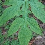 Tacca leontopetaloides leaf picture by Thomas Petitjean (cc-by-sa)