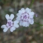 Iberis linifolia flower picture by Béatrice Escande (cc-by-sa)