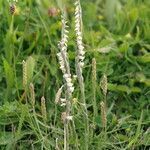 Spiranthes spiralis habit picture by Martin Love (cc-by-sa)