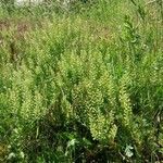 Lepidium campestre habit picture by Daniel Bourget (cc-by-sa)