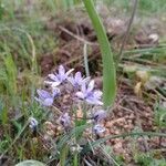 Scilla monophyllos flower picture by avalejo (cc-by-sa)