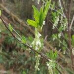 Oemleria cerasiformis flower picture by Don Churchill (cc-by-sa)