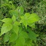 Rubus phoenicolasius leaf picture by Yanina Yanina (cc-by-sa)