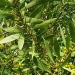 Acacia longifolia leaf picture by Renaud Brochiero (cc-by-sa)