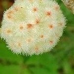 Quercus alba flower picture by Justin Welch (cc-by-sa)