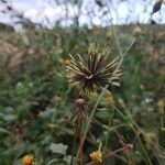 Bidens pilosa fruit picture by Matthieu Gebus (cc-by-sa)