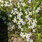 Houstonia caerulea flower picture by Michelle W (cc-by-sa)