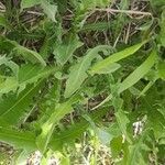 Crepis albida leaf picture by Nicole sella (cc-by-sa)