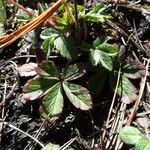 Potentilla ranunculoides leaf picture by Fabien Anthelme (cc-by-sa)