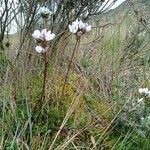 Gentianella corymbosa habit picture by Gabriel OLLIVIER (cc-by-sa)