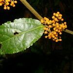 Urera lianoides flower picture by Nelson Zamora Villalobos (cc-by-nc)