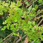 Euphorbia stricta leaf picture by Benoît Janichon (cc-by-sa)