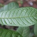 Unonopsis stipitata leaf picture by R. Tournebize (cc-by-sa)