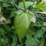 Thunbergia laevis leaf picture by Jean-Christophe Lombardo (cc-by-sa)