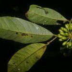 Guatteria panamensis fruit picture by Nelson Zamora Villalobos (cc-by-nc)