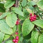 Cotoneaster bullatus fruit picture by de bruin sanne (cc-by-sa)