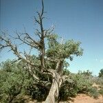 Juniperus osteosperma habit picture by Daniel Barthelemy (cc-by-nc)