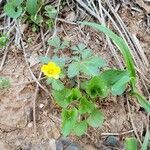 Potentilla canadensis flower picture by Dave (cc-by-sa)