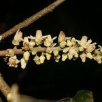 Guarea guidonia flower picture by Nelson Zamora Villalobos (cc-by-nc)