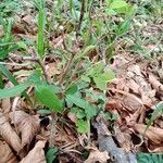 Lonicera nigra habit picture by lzanchettin (cc-by-sa)