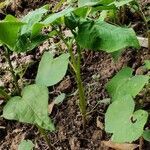 Fagopyrum tataricum leaf picture by Ian Broughton (cc-by-sa)