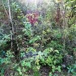 Viburnum lantana habit picture by Alain Bigou (cc-by-sa)