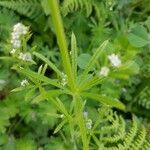 Galium tricornutum leaf picture by paz paz (cc-by-sa)