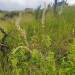 Sericocomopsis hildebrandtii habit picture by susan brown (cc-by-sa)