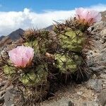 Tephrocactus alexanderi habit picture by Trap Hers (cc-by-sa)