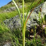 Carex atrata leaf picture by Noel Benson (cc-by-sa)