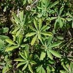 Lupinus perennis leaf picture by Dan Zay (cc-by-sa)