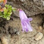 Penstemon davidsonii flower picture by Kat ♡ (cc-by-sa)