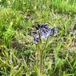 Myosotis discolor habit picture by Sans Attaches (cc-by-sa)