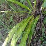 Asplenium serratum leaf picture by Ramírez Ortiz Leandro (cc-by-sa)