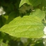 Philadelphus coronarius leaf picture by Rafael Julià (cc-by-sa)