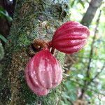 Guarea rhopalocarpa fruit picture by SINAC Pérez Greivin (cc-by-sa)