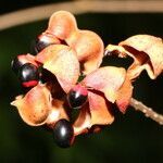 Rhynchosia erythrinoides fruit picture by Nelson Zamora Villalobos (cc-by-nc)