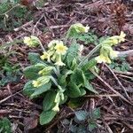 Primula elatior habit picture by Błażej Nowak (cc-by-sa)