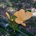 Barleria lupulina flower picture by Michael Schultze (cc-by-sa)