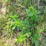 Potentilla intermedia leaf picture by Michal Swiecicki (cc-by-sa)