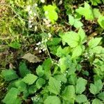 Tiarella trifoliata leaf picture by Paul Oostindie (cc-by-sa)