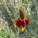 Ratibida columnifera flower picture by jay norris (cc-by-sa)