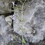 Clinopodium nepeta habit picture by Thierry Ceyrac (cc-by-sa)