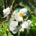 Begonia minor flower picture by valerie sebille (cc-by-sa)