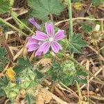 Malva multiflora fruit picture by cyril gaudin (cc-by-sa)