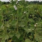 Althaea officinalis habit picture by Marie Le Louarn (cc-by-sa)